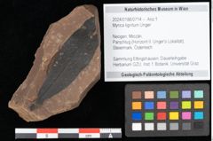 Foto (Objekt + Etikett) von Myrica lignitum Unger (NHMW-GEO-2024-0188-0714)